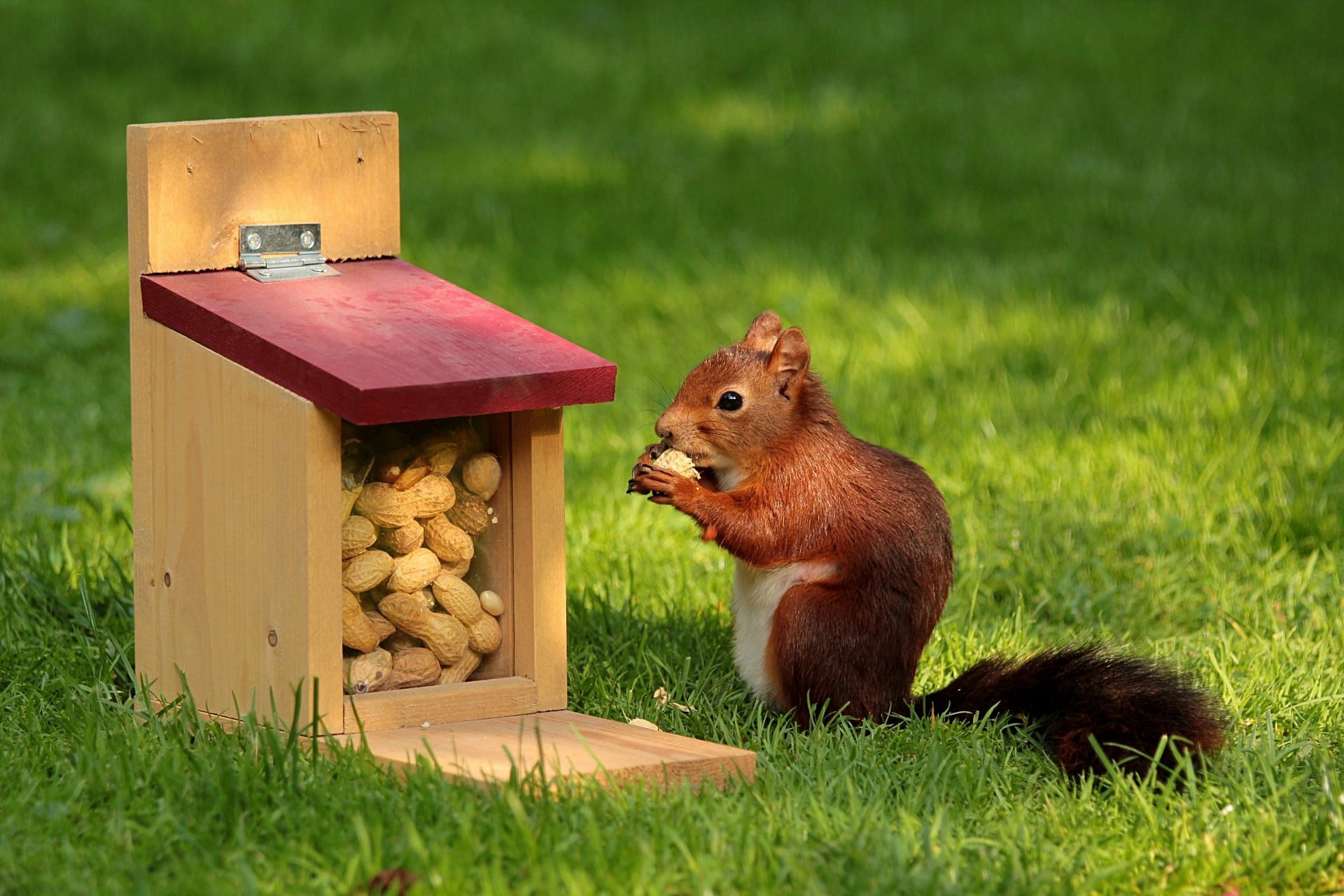 8 fantastic benefits of peanuts you need to know (image sourced via Pexels / Photo by pixabay)